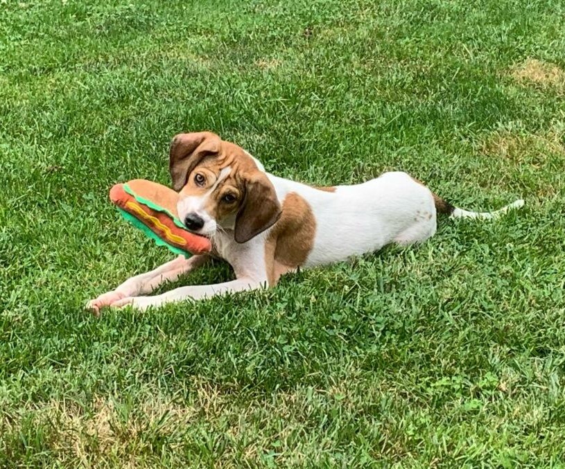 rumi-adopted-august-2023-brewbeagles