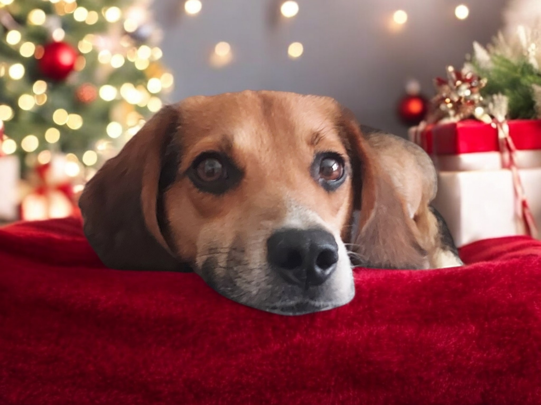 pip-adopted-january-2025-brewbeagles