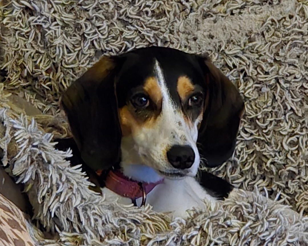 Oshie - Fostered | BrewBeagles